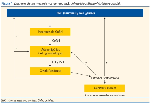 Figura 1. Esquema de los mecanismos de feedback del eje hipotálamo-hipófiso-gonadal.